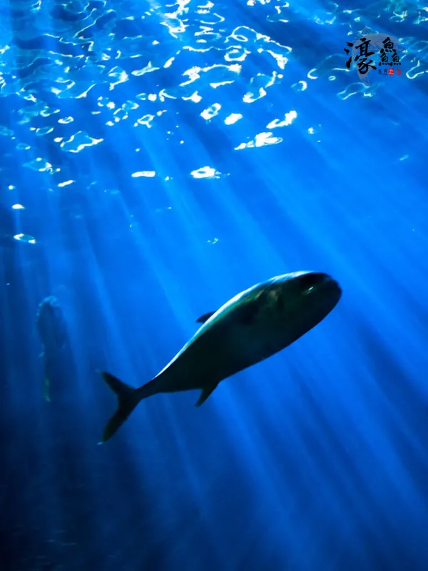 Haoxian Aquatic Products - Lifestyle & Travel Web Design Project