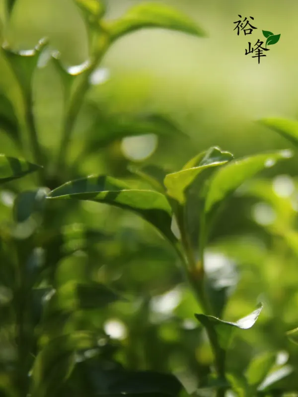 Yufeng Tea Testing Laboratory - Lifestyle & Travel Web Design Project